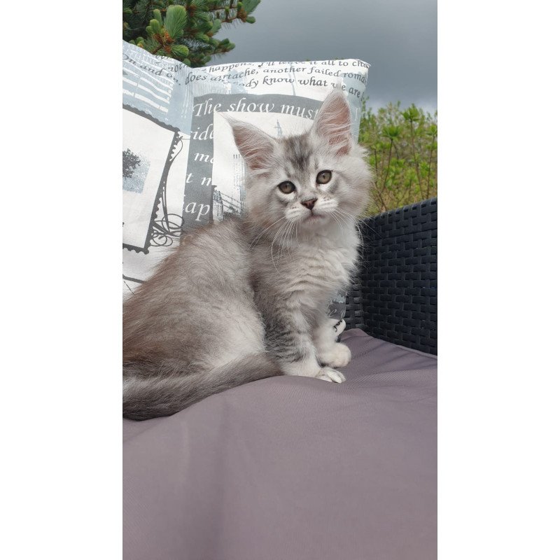Maine Coon NOV Graham