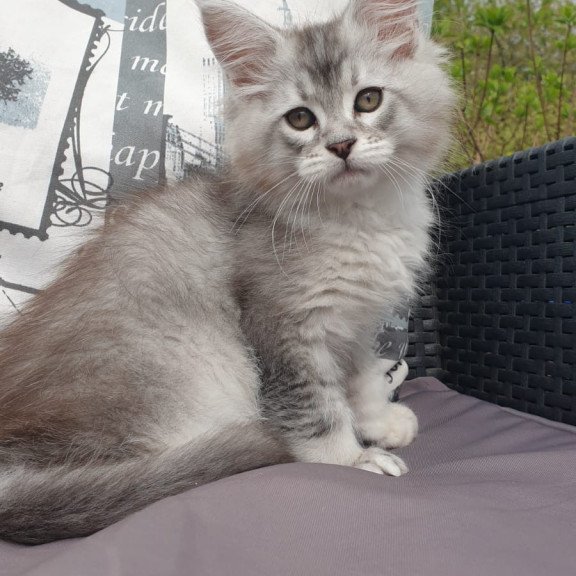 Maine Coon NOV Graham