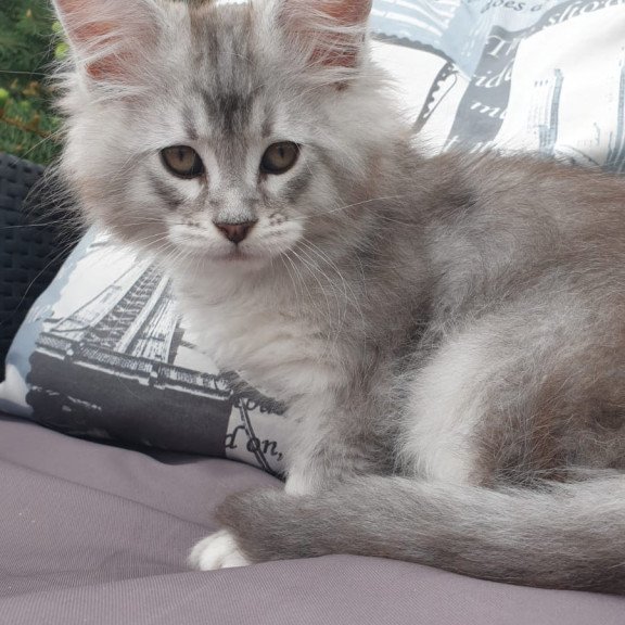 Maine Coon NOV Graham
