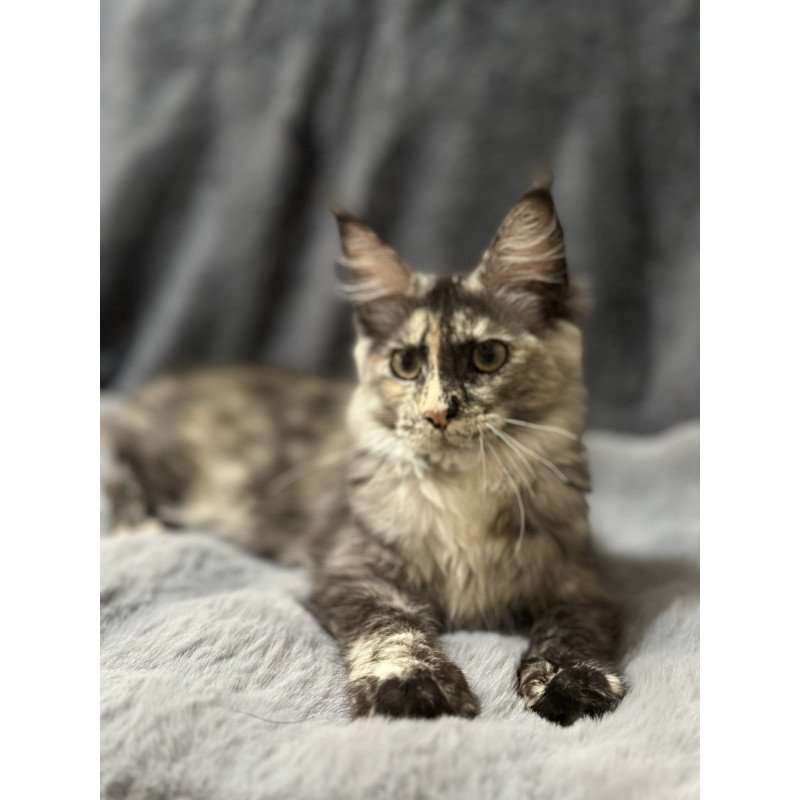 Maine Coon NOV Emiliya