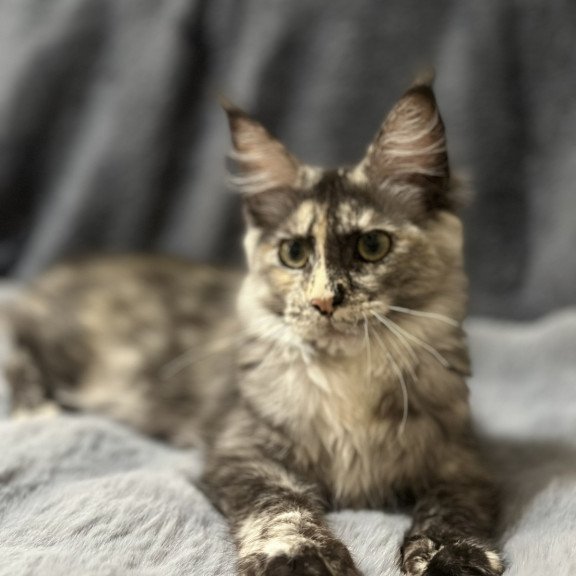 Maine Coon NOV Emiliya