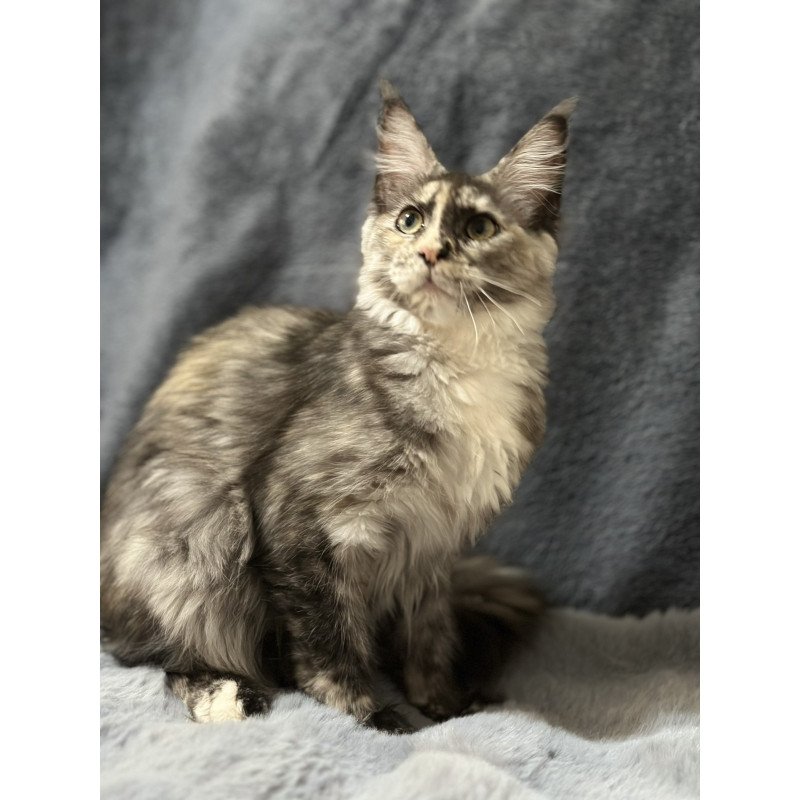 Maine Coon NOV Emiliya