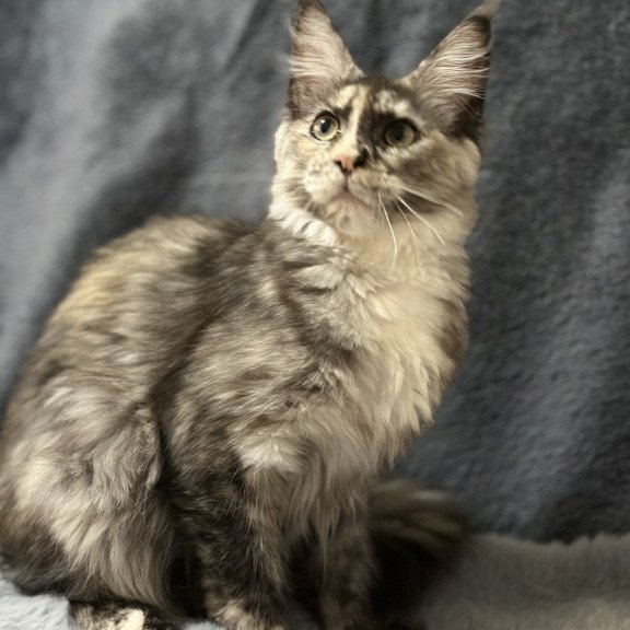 Maine Coon NOV Emiliya