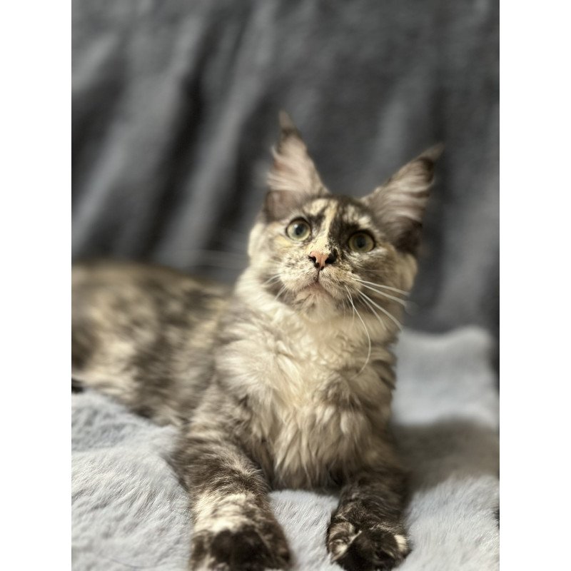 Maine Coon NOV Emiliya