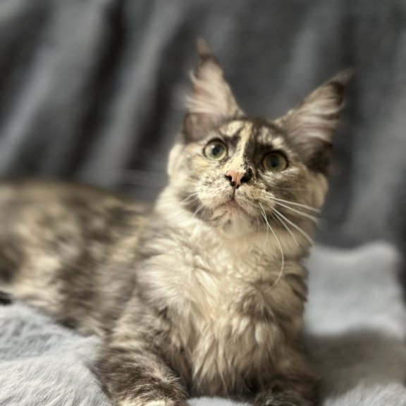 Maine Coon NOV Emiliya