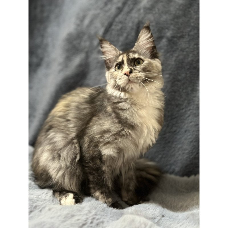 Maine Coon NOV Emiliya