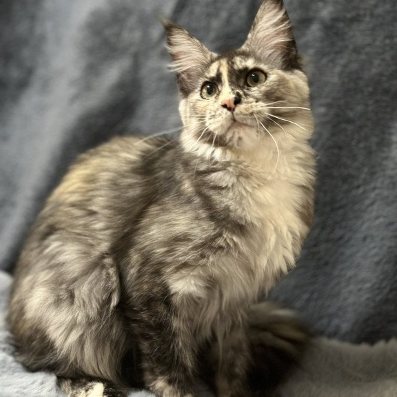 Maine Coon NOV Emiliya