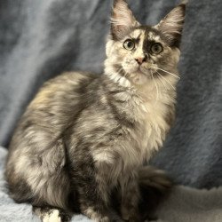 Maine Coon NOV Emiliya