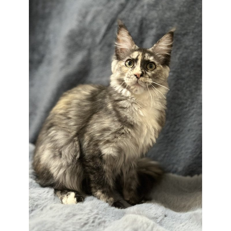 Maine Coon NOV Emiliya