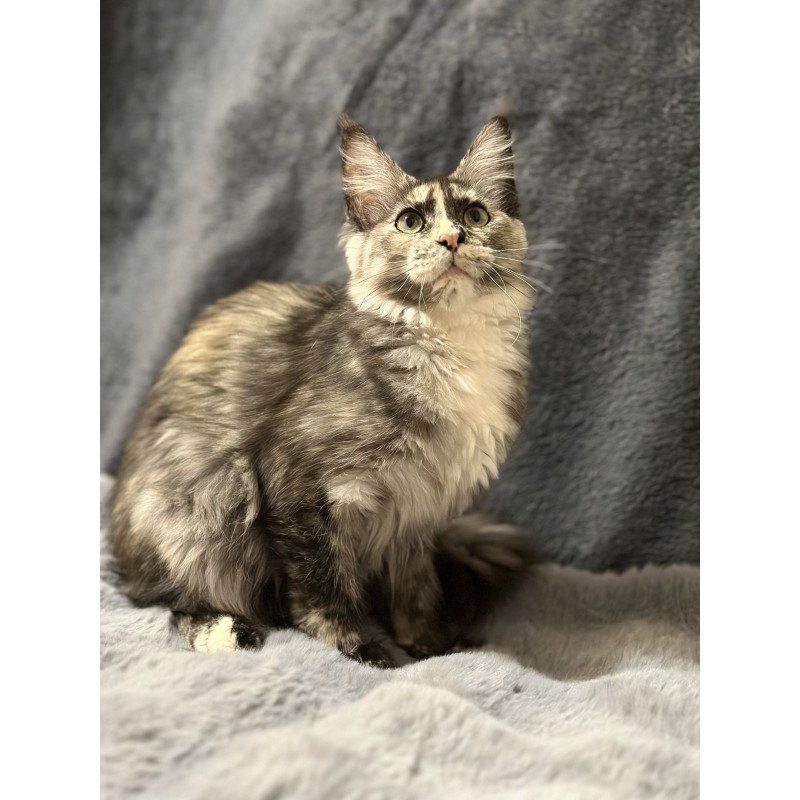 Maine Coon NOV Emiliya
