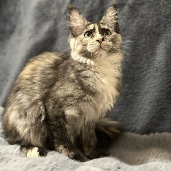 Maine Coon NOV Emiliya