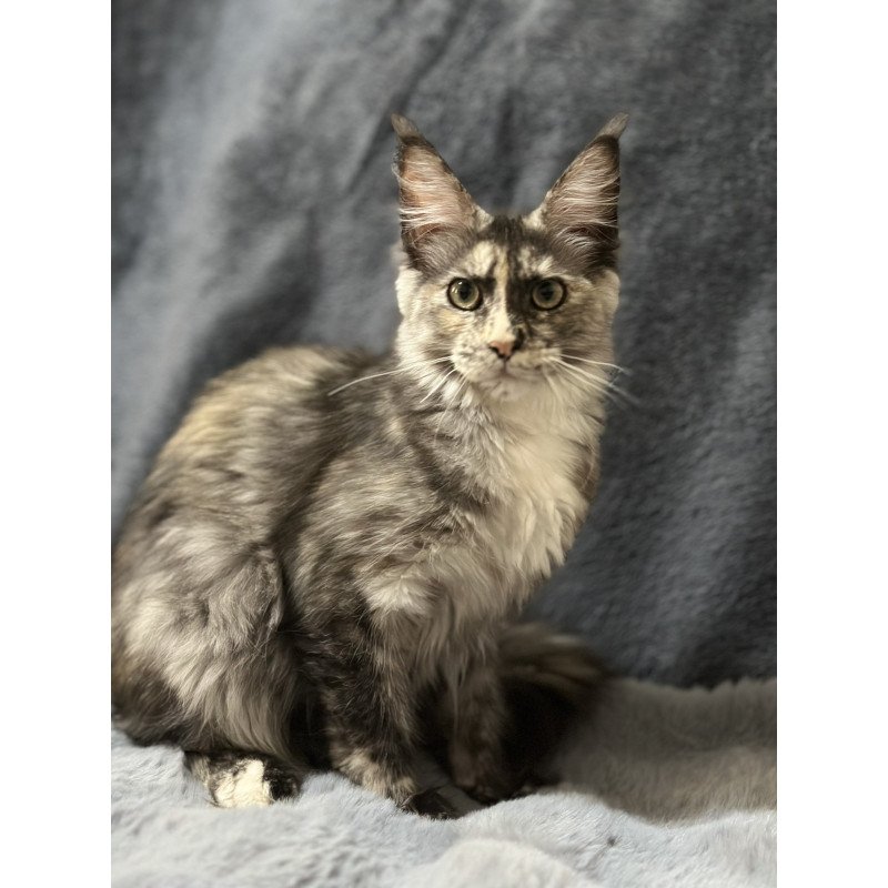 Maine Coon NOV Emiliya