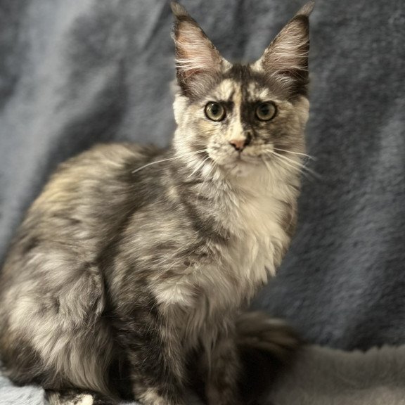 Maine Coon NOV Emiliya