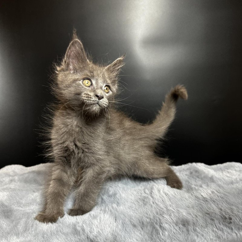 Maine Coon NOV Baunti