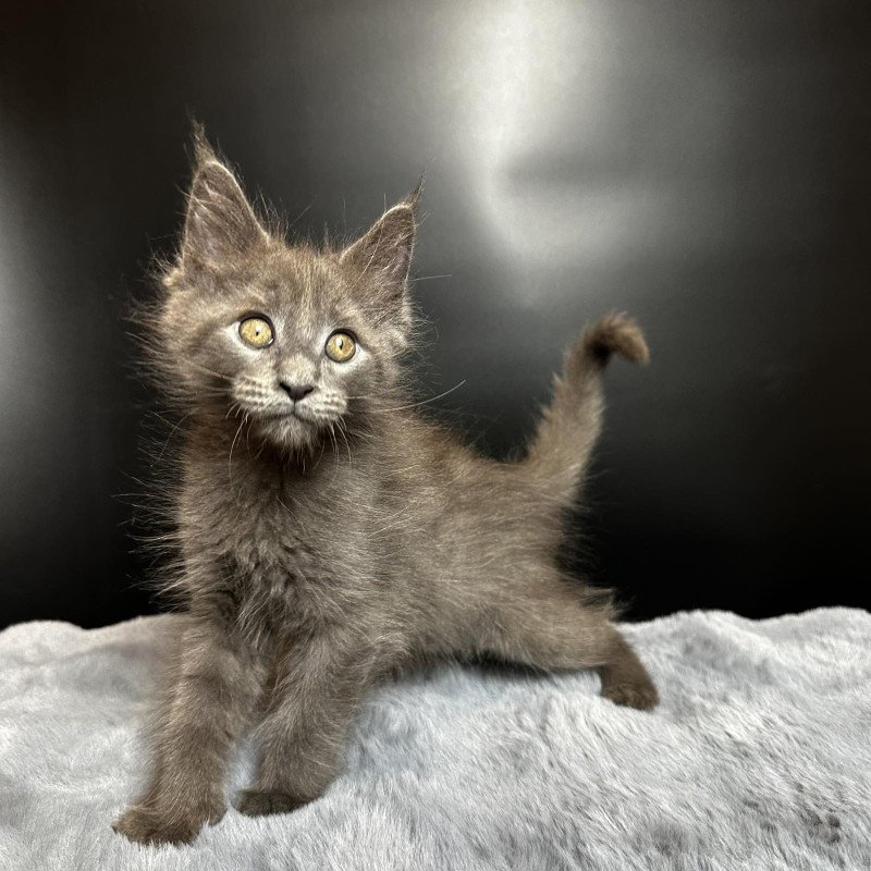 Maine Coon NOV Baunti