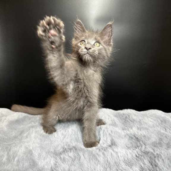 Maine Coon NOV Baunti