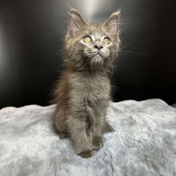 Maine Coon NOV Baunti