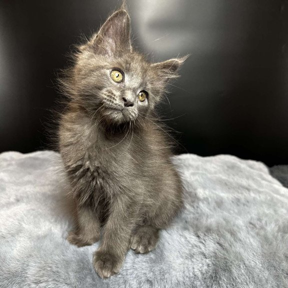 Maine Coon NOV Baunti