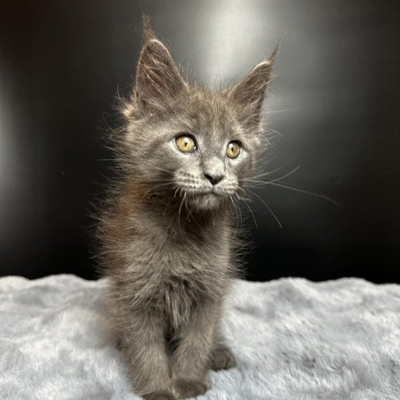 Maine Coon NOV Baunti
