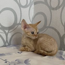 Devon Rex Adam