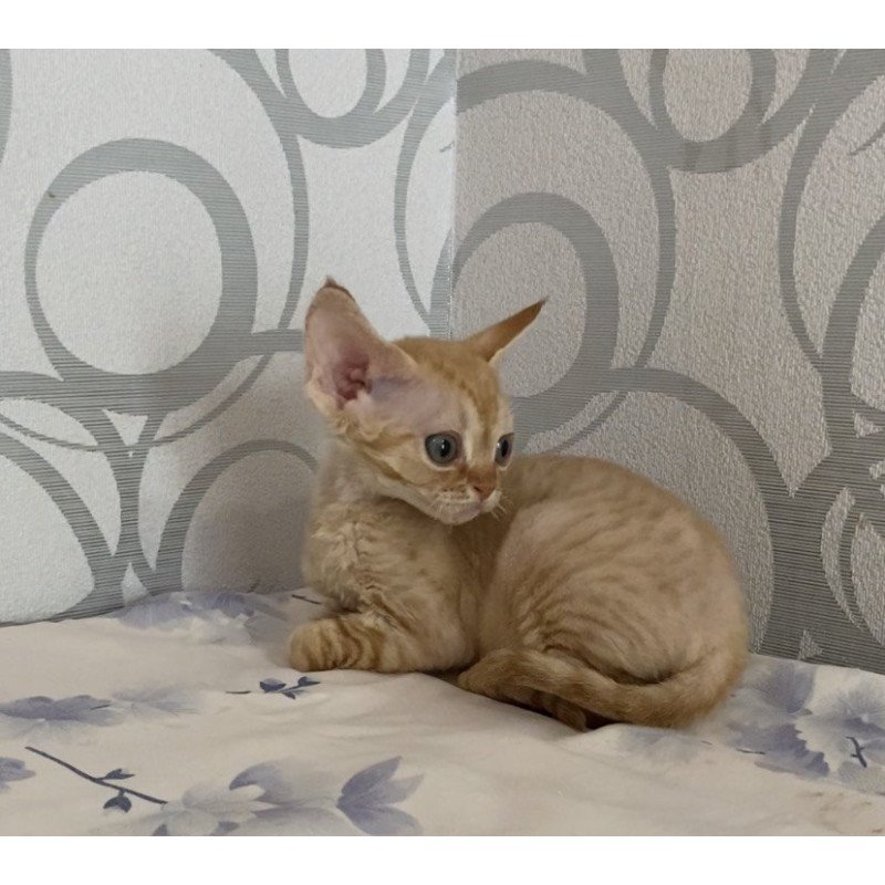 Devon Rex Adam