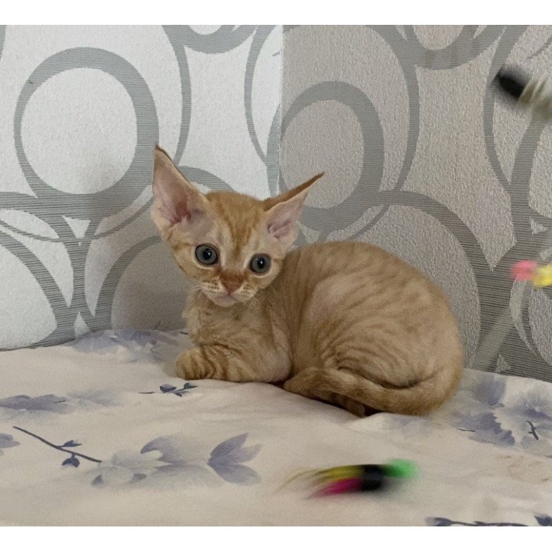 Devon Rex Adam