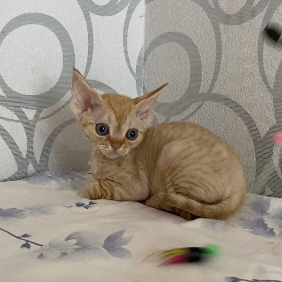 Devon Rex Adam