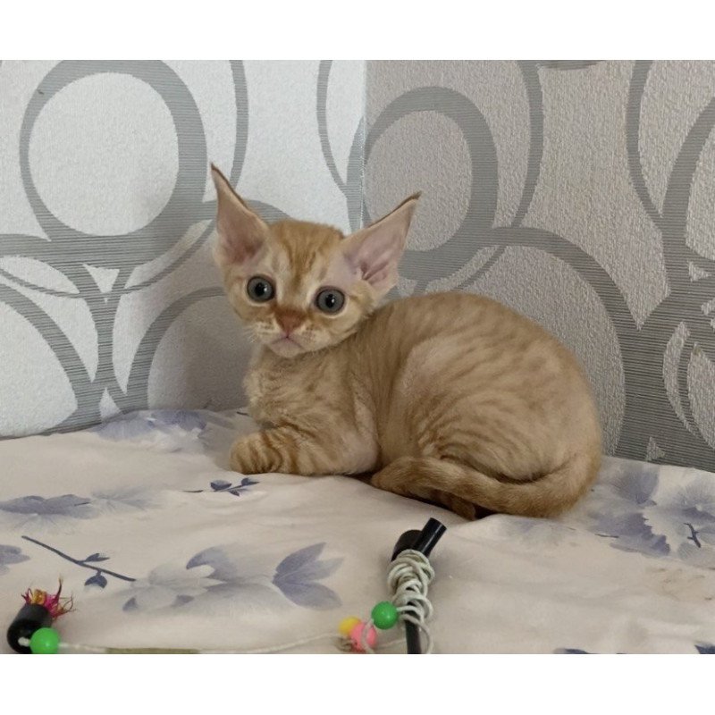 Devon Rex Adam