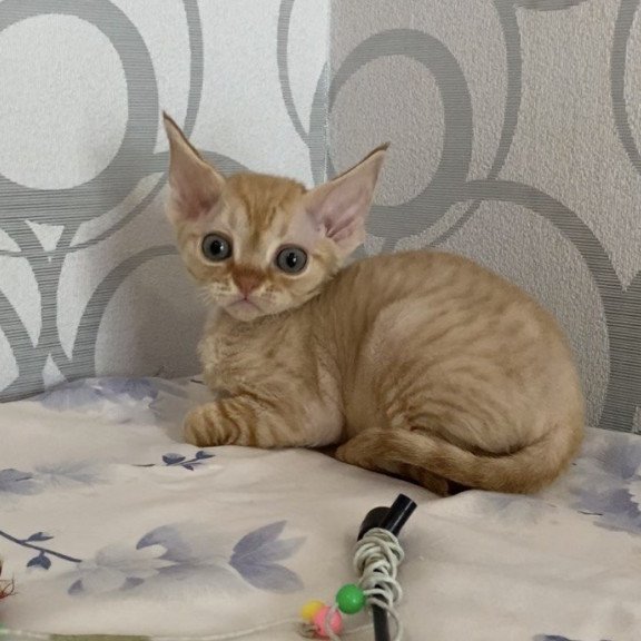 Devon Rex Adam