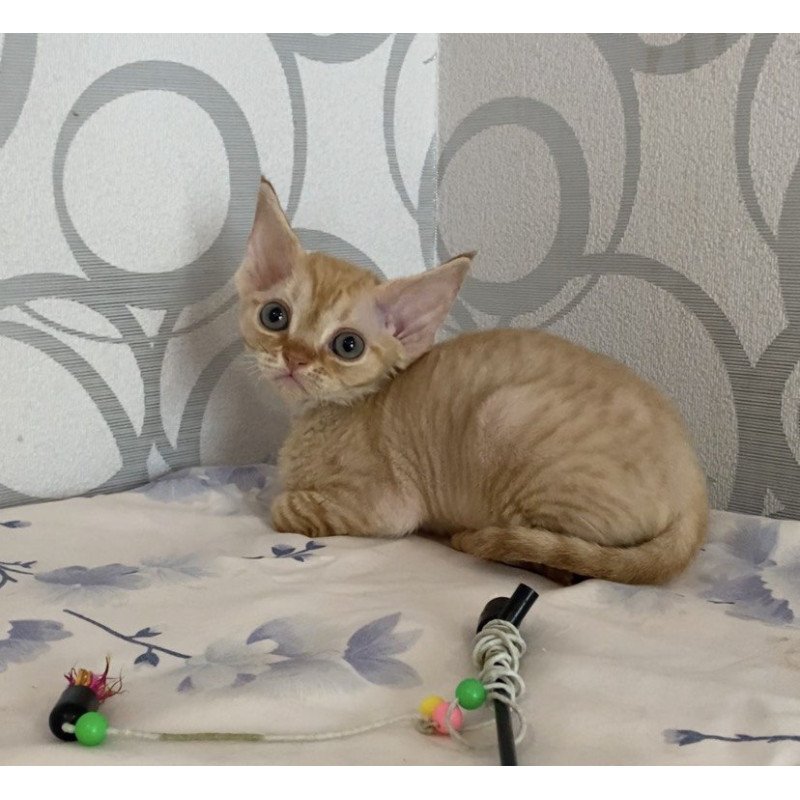 Devon Rex Adam