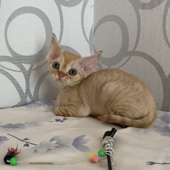Devon Rex Adam