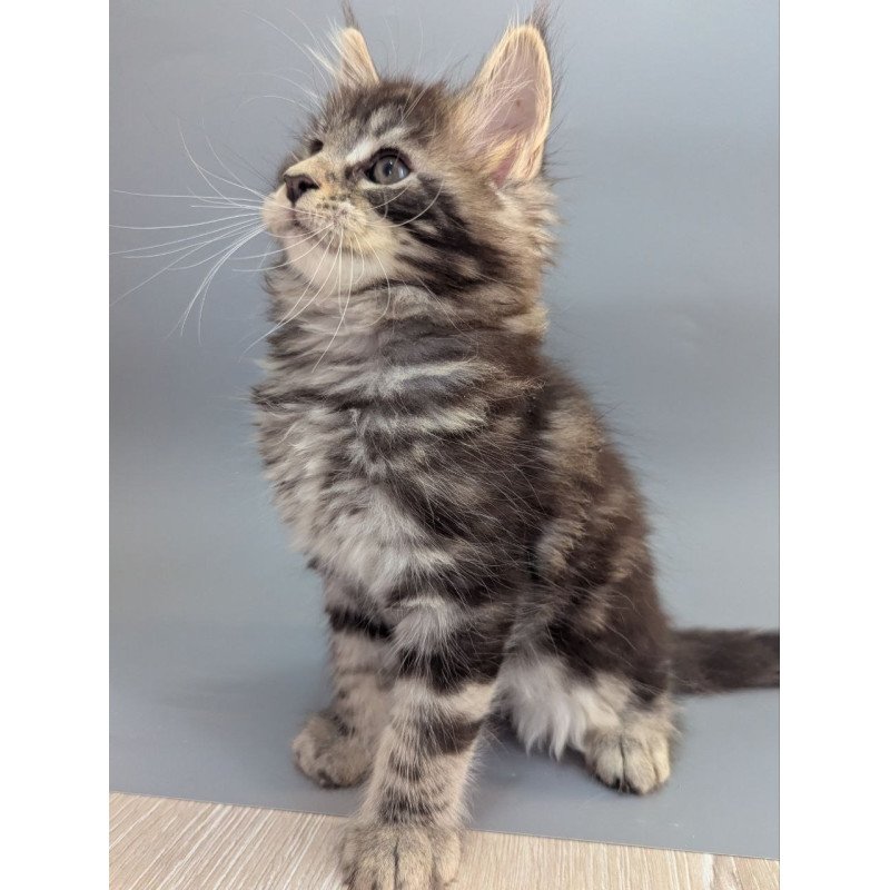 Maine Coon EZ Hugo