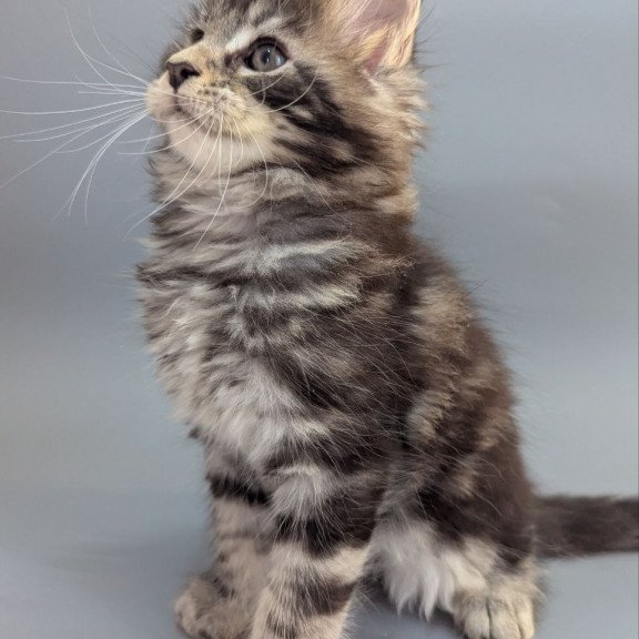 Maine Coon EZ Hugo