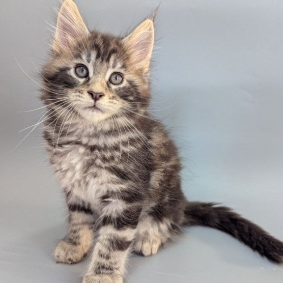 Maine Coon EZ Hugo