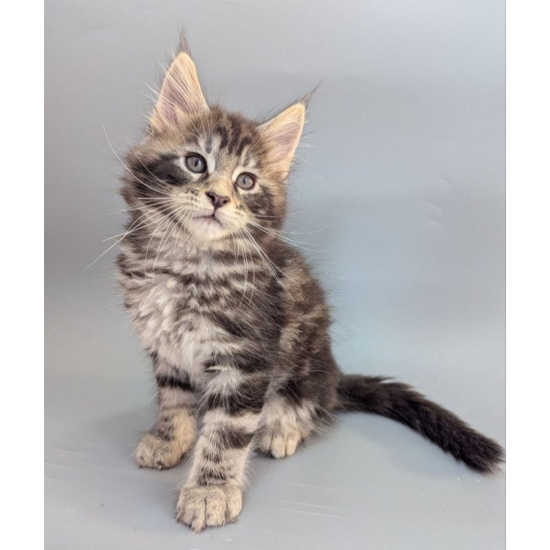 Maine Coon EZ Hugo