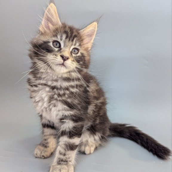 Maine Coon EZ Hugo