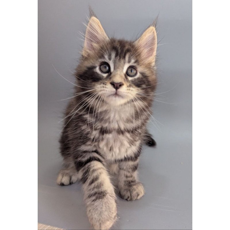 Maine Coon EZ Hugo
