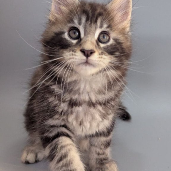 Maine Coon EZ Hugo