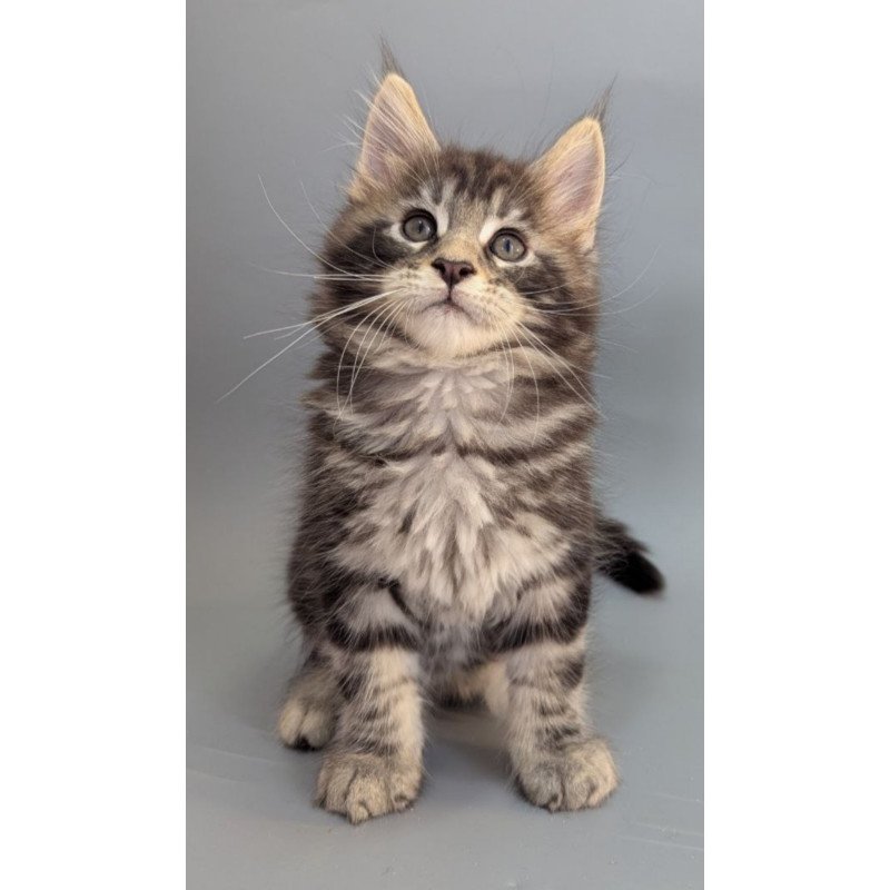 Maine Coon EZ Holly