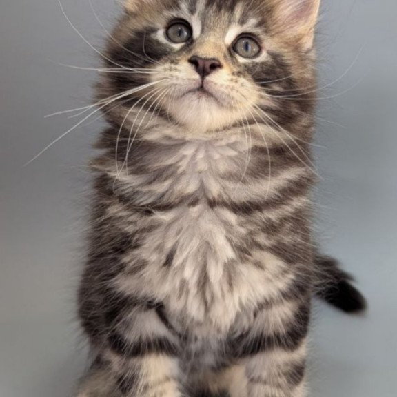 Maine Coon EZ Holly
