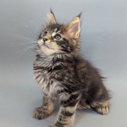Maine Coon EZ Holly
