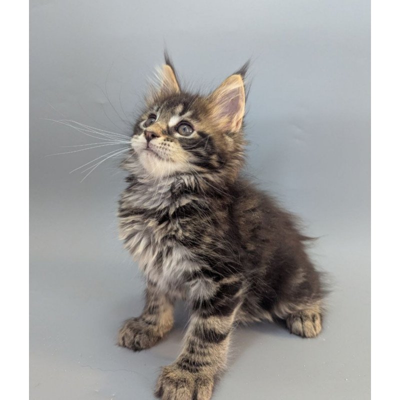 Maine Coon EZ Holly