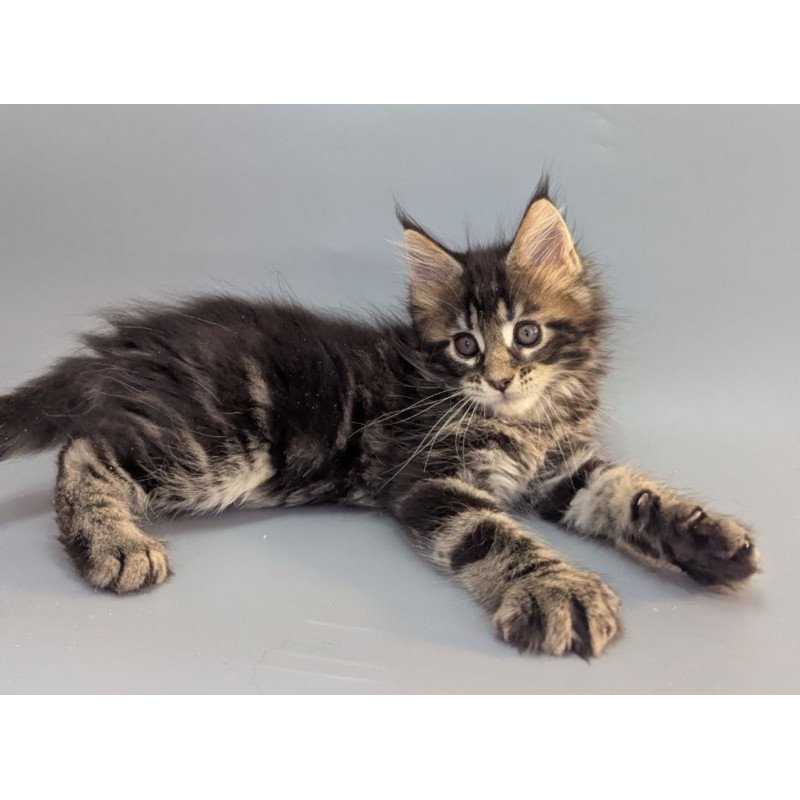 Maine Coon EZ Holly