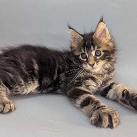 Maine Coon EZ Holly