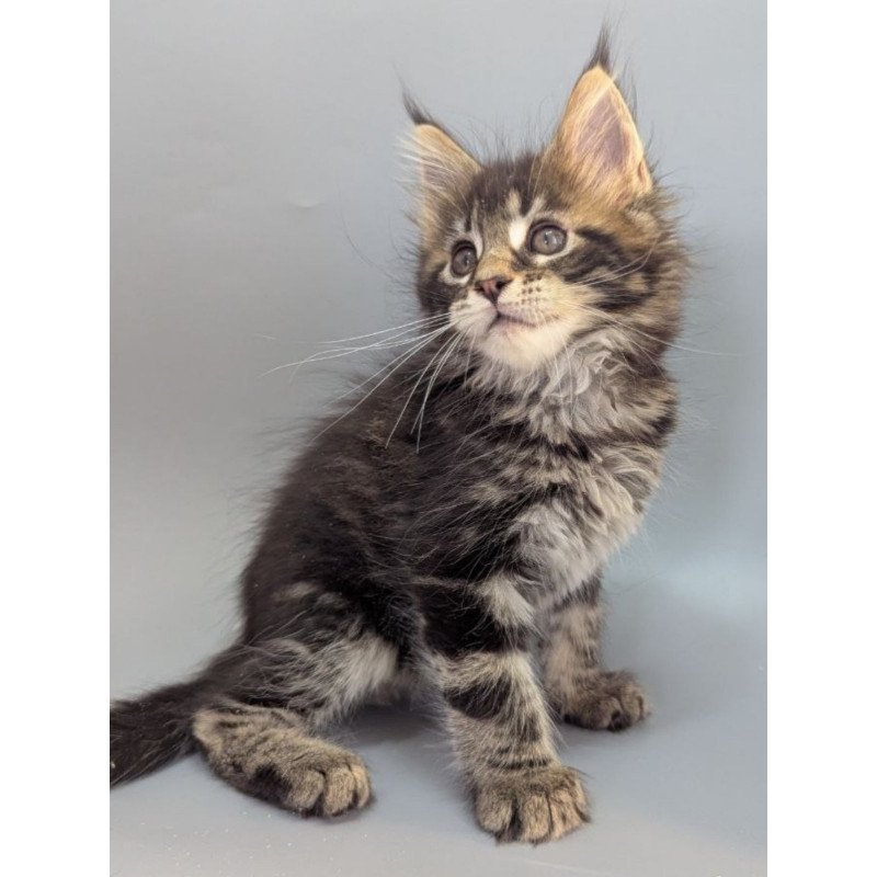 Maine Coon EZ Holly