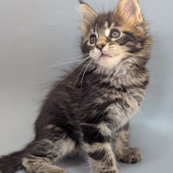 Maine Coon EZ Holly