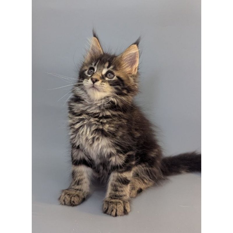 Maine Coon EZ Holly