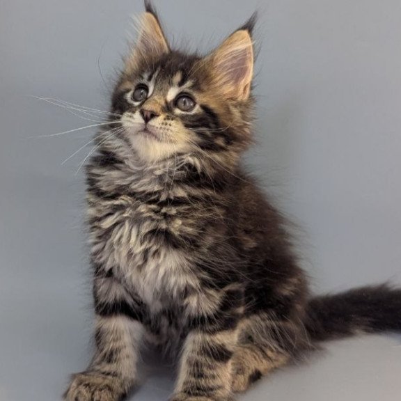 Maine Coon EZ Holly