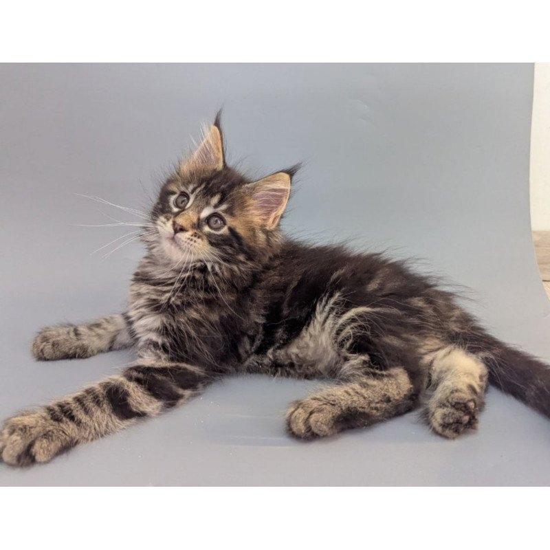Maine Coon EZ Holly