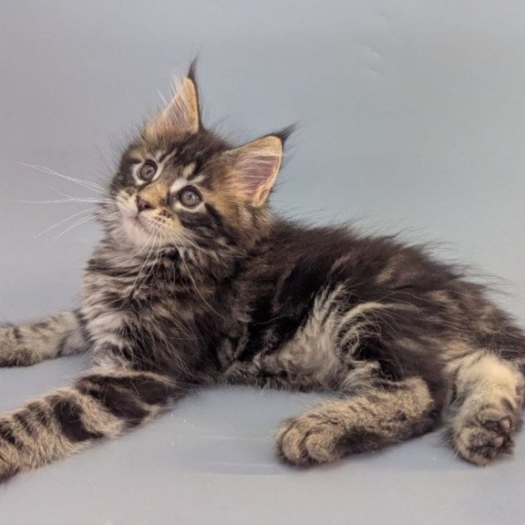 Maine Coon EZ Holly